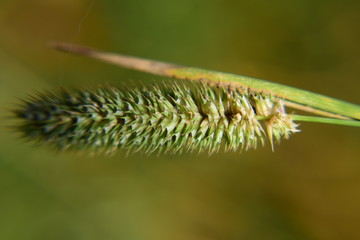 Gras Stengel Großaufnahme Hintergrund grün gelb beige