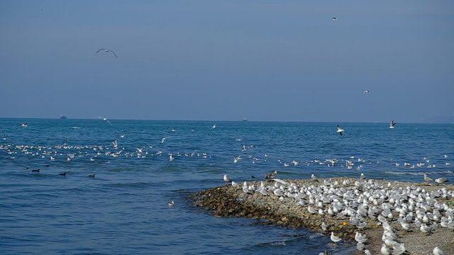 A lot of gulls on the Black Sea. The coast of the city of Batumi. Birds flew in to eat small hamsa fish. Spring day.