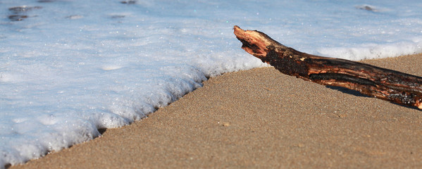Ecume de mer en bord de plage