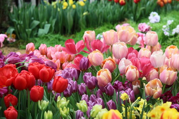 varicoloured spring tulips banner