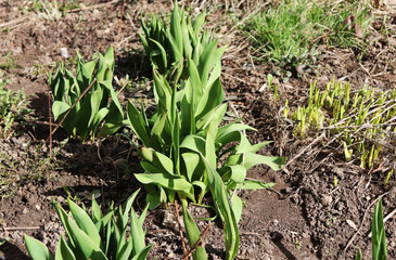 Obraz premium green tulip leaves in spring in the ground