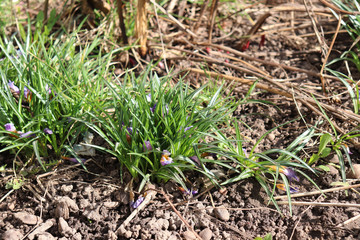 spring flowers in the garden