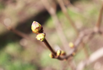 spring buds on a tree
