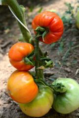 tomates
