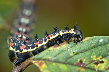 Caterpillar eating leaf
