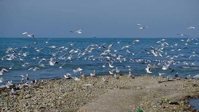 A lot of gulls on the Black Sea. The coast of the city of Batumi. Birds flew in to eat small hamsa fish. Spring day.