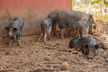 Fototapeta na wymiar Pigs at a Farm in Goa India