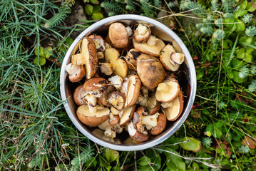 Suillus  mushrooms in the bowl