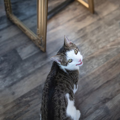 Cute young domestic tabby cat sitting on the floor, licking his lips and looking at camera. View from above, selective focus, copy space