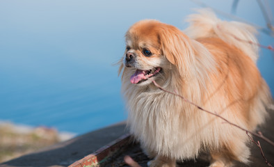 Red senior pekingese dog on a walk at nature