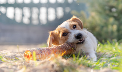 Portrait of a jack russell terrier dog eating meat in a spring garden full of sunshine.