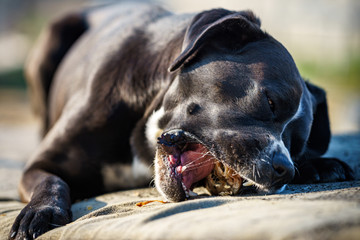 Portrait of a large black Amstaff mix dog eating meat in a spring garden full of sunshine.