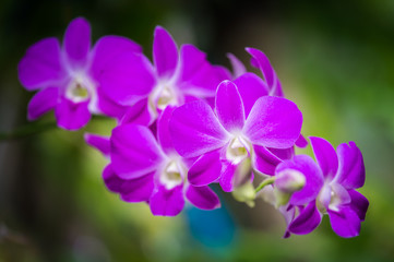 Fototapeta na wymiar Purple orchids flower close up