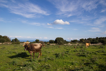 Beekeeping cows in the green valley