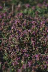 lilac flower meadow in spring