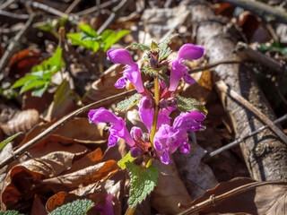 Gefleckte Taubnessel