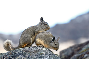 Vizcacha peruana (Lagidium Peruanum) resting and perched on rocks in its natural environment.
