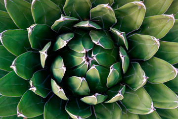 Succulent plant shot from above