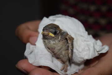 Close up view of baby sparrow with half grown feathers
