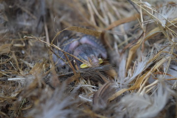 Close up view of baby sparrow with half grown feathers