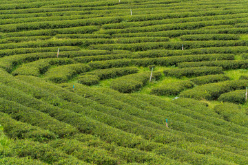 Green tea orchard in Thailand