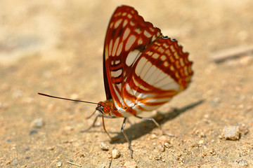 Obraz na płótnie Canvas butterfly (Dryas julia) on soil moisture