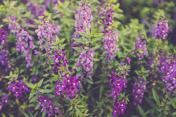 lavender flower in garden close up
