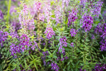 lavender flower in garden close up