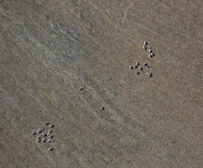 Aerial view of reindeer herd in summer tundra