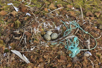 Seabird's nest with the plastic rubbish on the Arctic island -environmental pollution