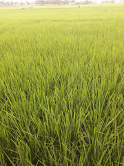 Expanse of green rice fields in the morning. Good for background and more.