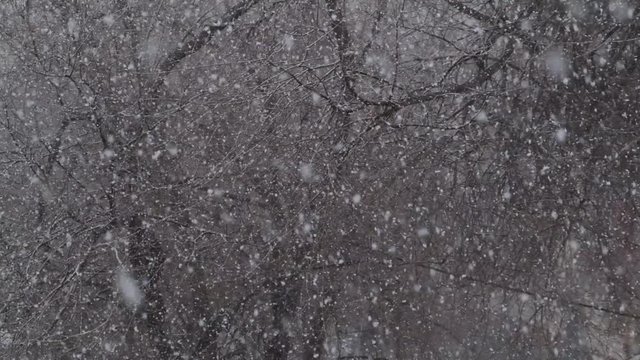 snow blows outside the window against the background of trees in winter