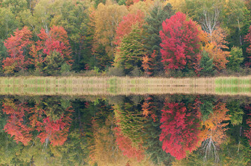 Obraz premium Foggy, autumn landscape of the shoreline of Doe Lake with mirrored reflections in calm water, Hiawatha National Forest, Michigan's Upper Peninsula, USA