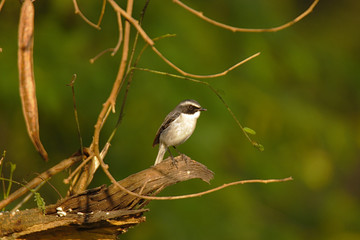Grey Bushchat on Branch 