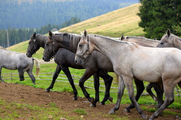 Schimmelherde. Lipizzaner Junghengste auf der Weide