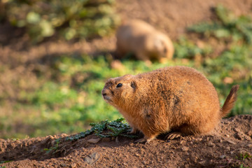 Two cute prairie dogs in a sunny summer day in Attica zoological park