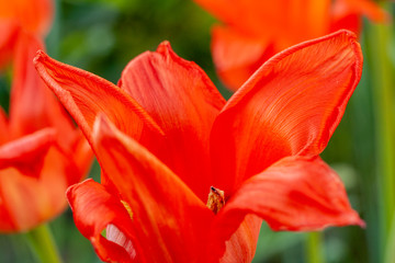 Close up shot of red tulips in a flowerbed