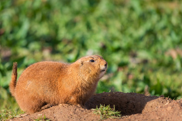 One cute prairie dog in a sunny summer day in Attica zoological park