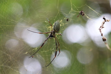 spider on a web