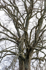 bare branches of an old tree on a background of bright sky