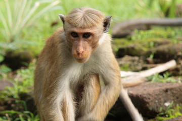 ASG MONKEY