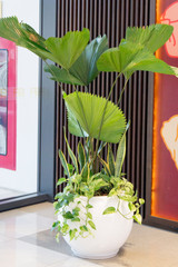 indoor palm tree in a white pot in the office