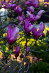 Fototapeta premium pink spring magnolia flowers ( Magnolia virginiana) on a tree branch