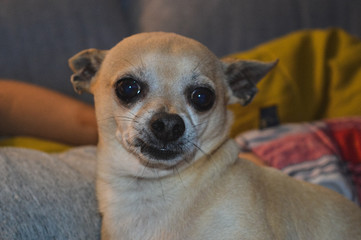 chihuahua