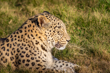 Fototapeta na wymiar A lazy sleepy leopard laying on the grass on a hot sunny summer day in Attica zoological park