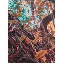 dried leaves