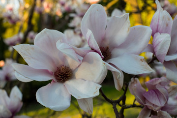 pink spring magnolia flowers ( Magnolia virginiana) on a tree branch