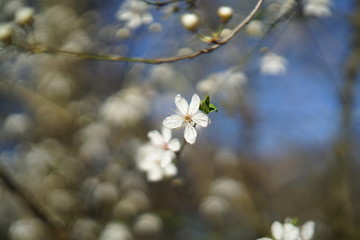 Close up of white delicate wild cherry blossom   