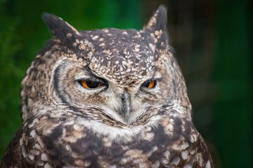 Close up of one cute owl with a funny sleepy look in Attica zoological park
