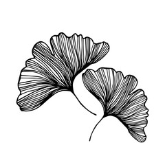 Ginkgo biloba leafs on white background foliage plant medicine silhouette abstract white wallpaper illustration design nature drawn healthcare print monochrome outline